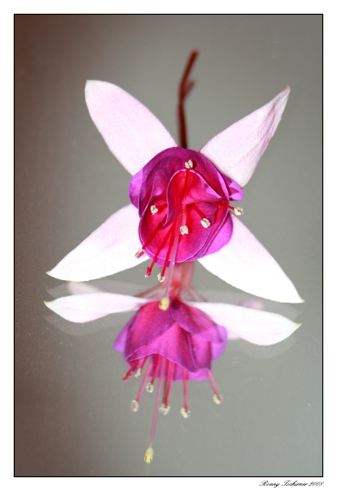 Fuchsienblühte