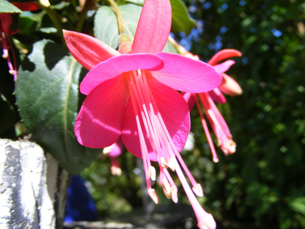 Fuchsienblüte