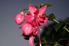 Fuchsienblüte