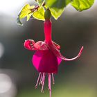 Fuchsienblüte