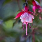 Fuchsienblüte