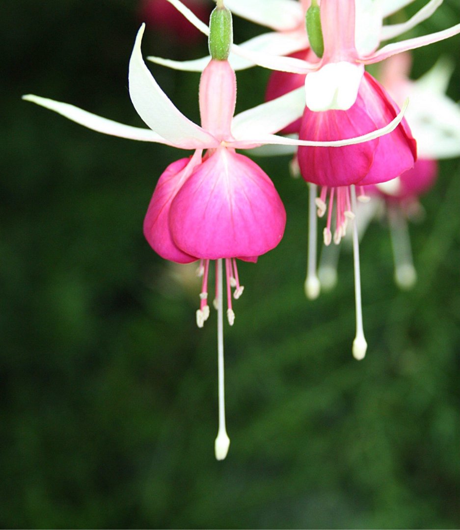 Fuchsienblüte aus meinem Garten