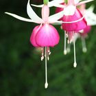 Fuchsienblüte aus meinem Garten