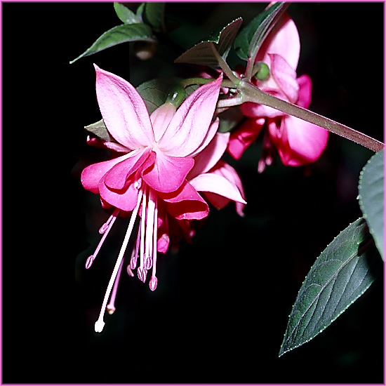 Fuchsienblüte