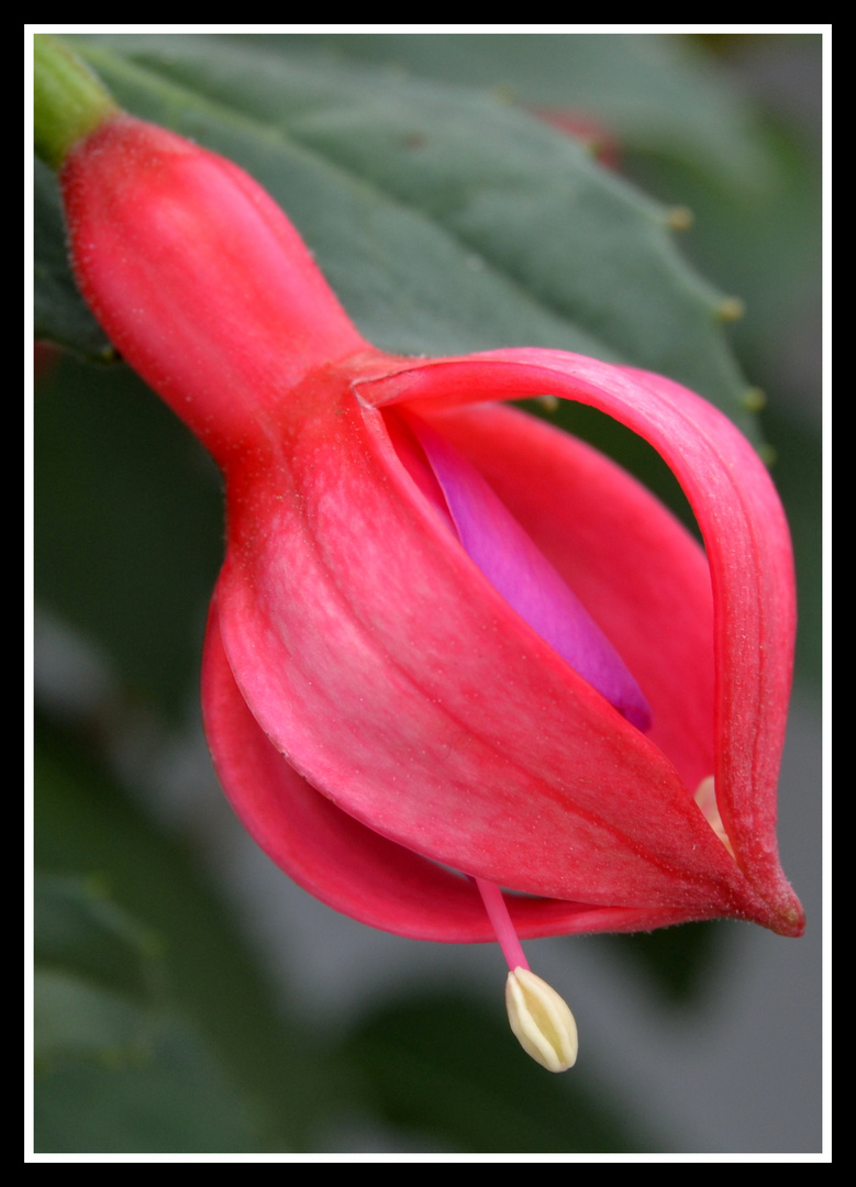 Fuchsienblüte