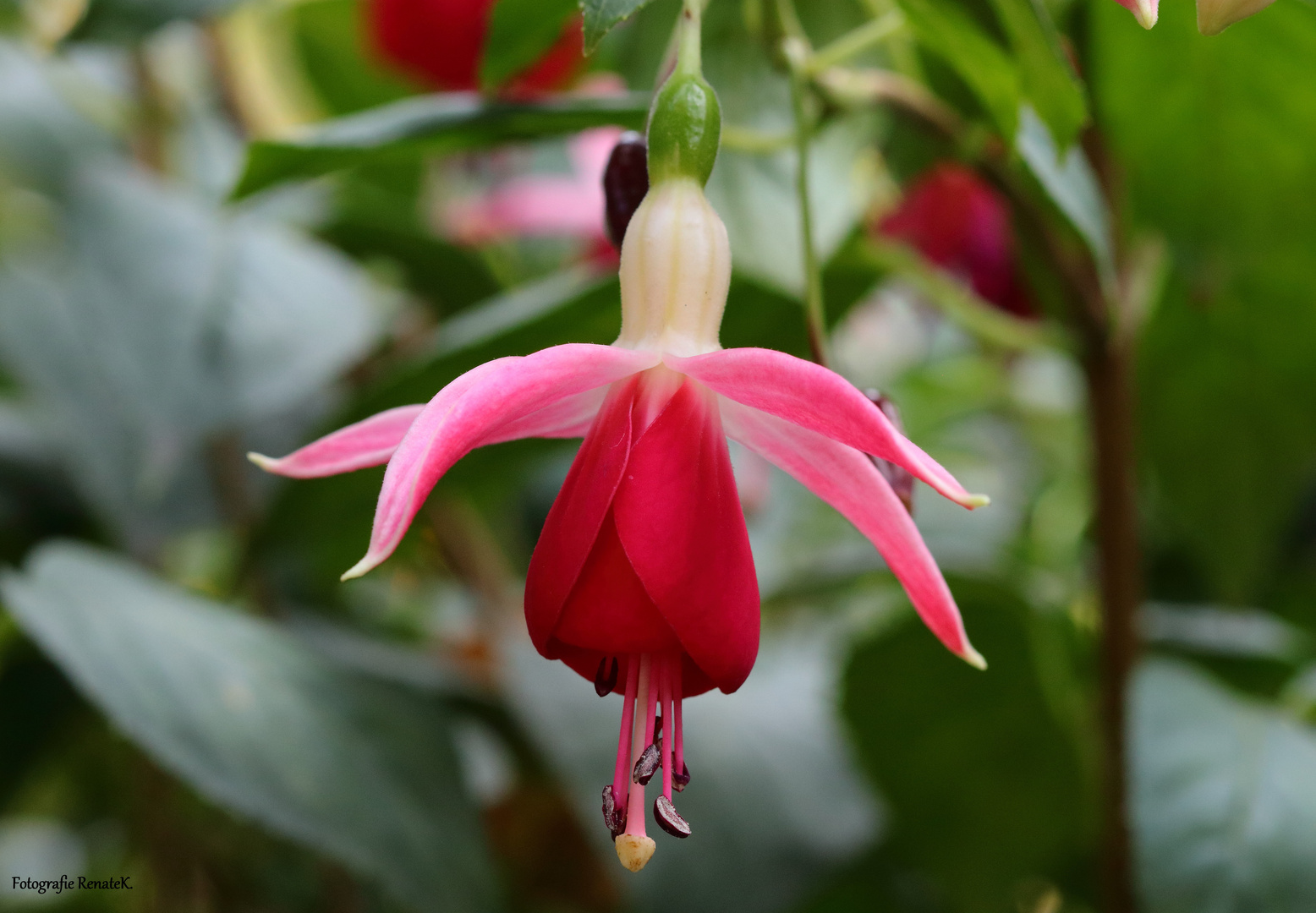 Fuchsienblüte im Botanischen Garten