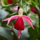 Fuchsienblüte im Botanischen Garten