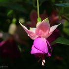 Fuchsienblüte im Sonnenlicht