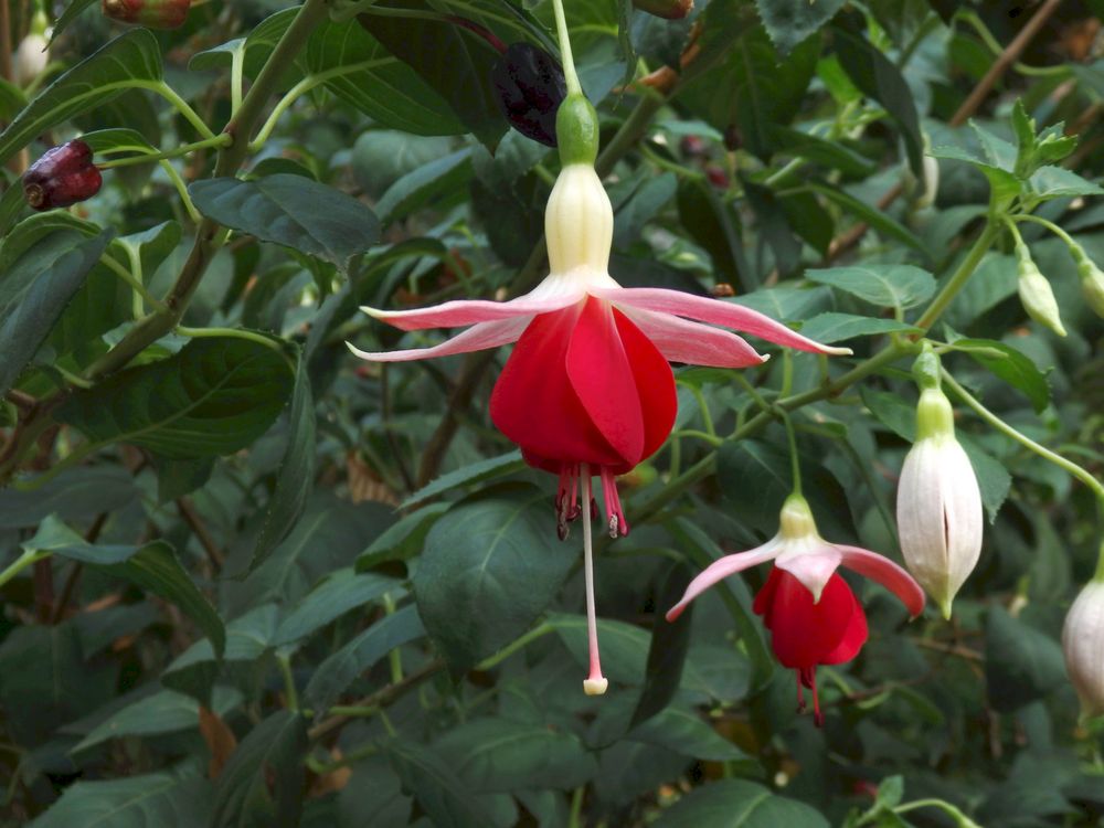 Fuchsienblüten