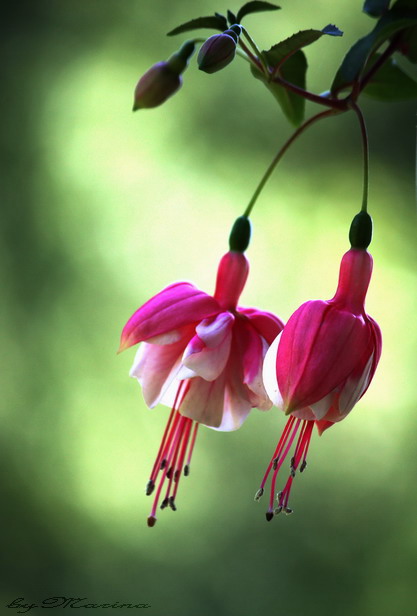 Fuchsienblüten*