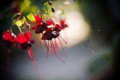 Fuchsienblüten