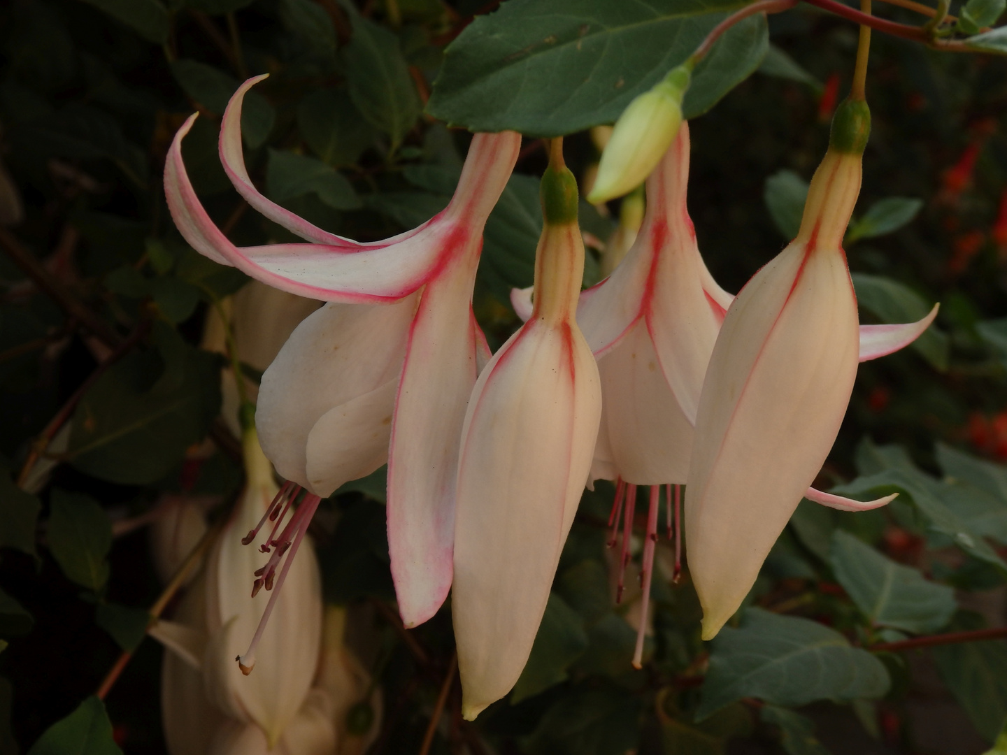 Fuchsienblüten