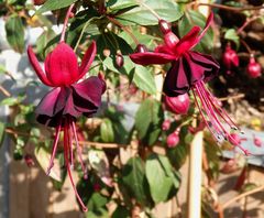 Fuchsienblüten