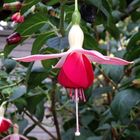 Fuchsienblüten