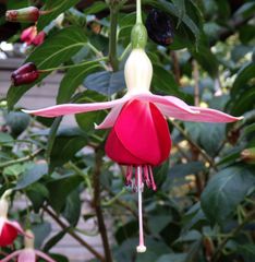 Fuchsienblüten