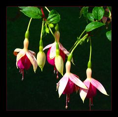 Fuchsienblüten