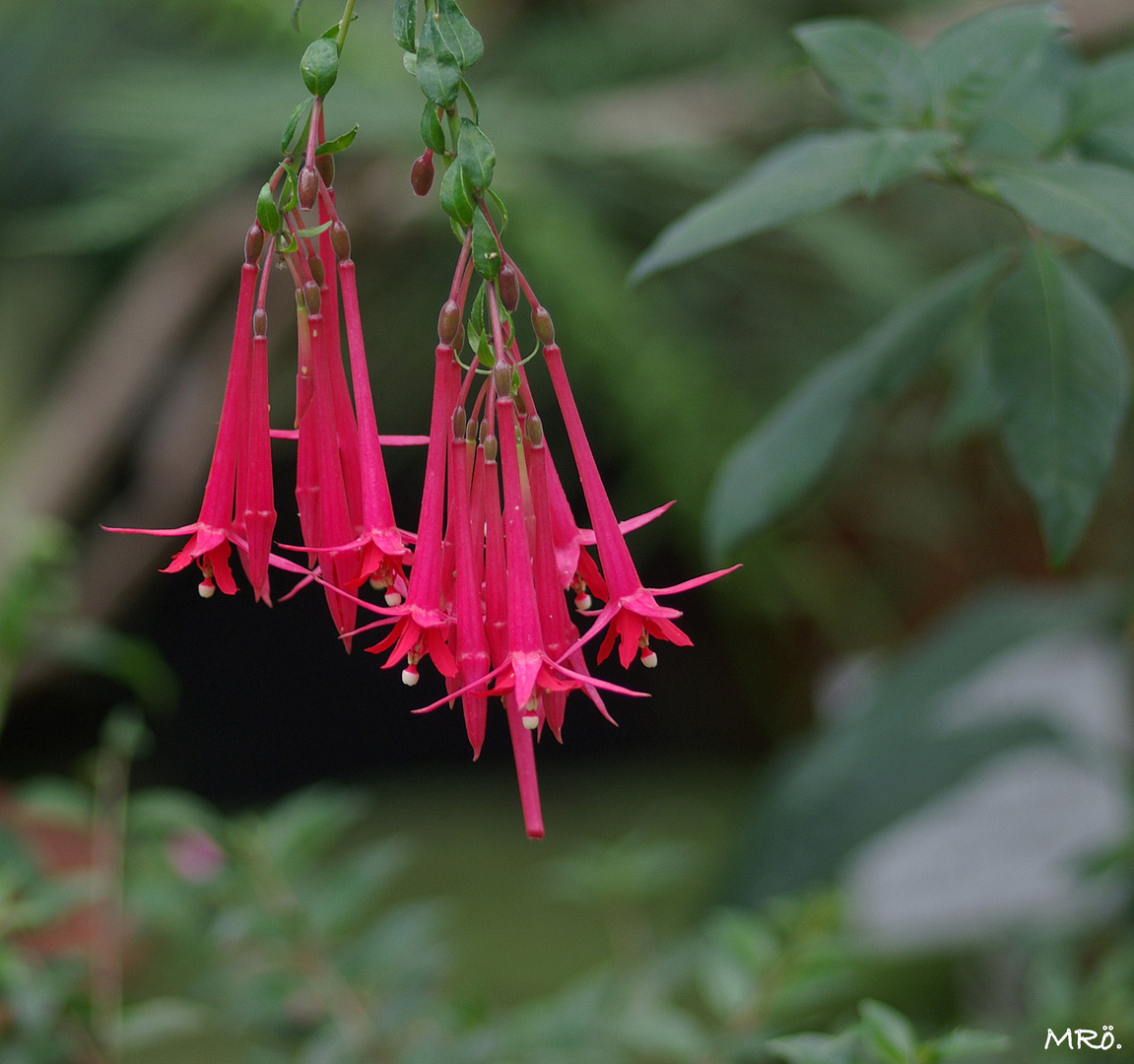  Fuchsienblüten