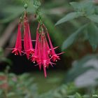  Fuchsienblüten