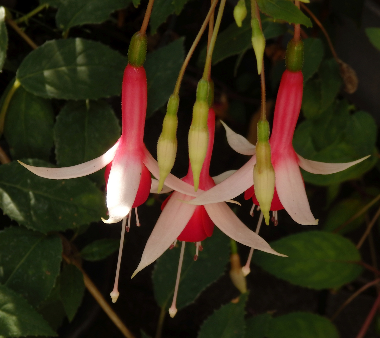 Fuchsienblüten