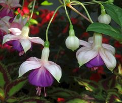 Fuchsienblüten