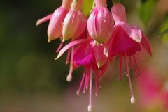 .. Fuchsienblüten "Barabara" ,,,