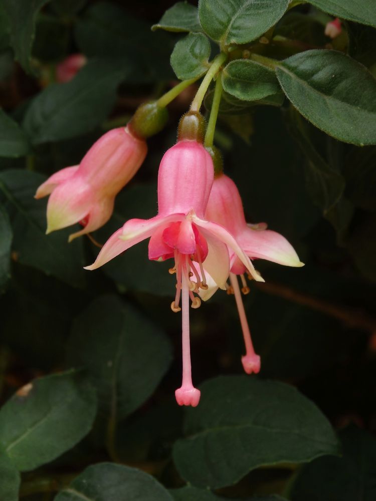 Fuchsienblüten