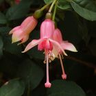 Fuchsienblüten