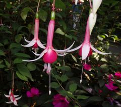 Fuchsienblüten