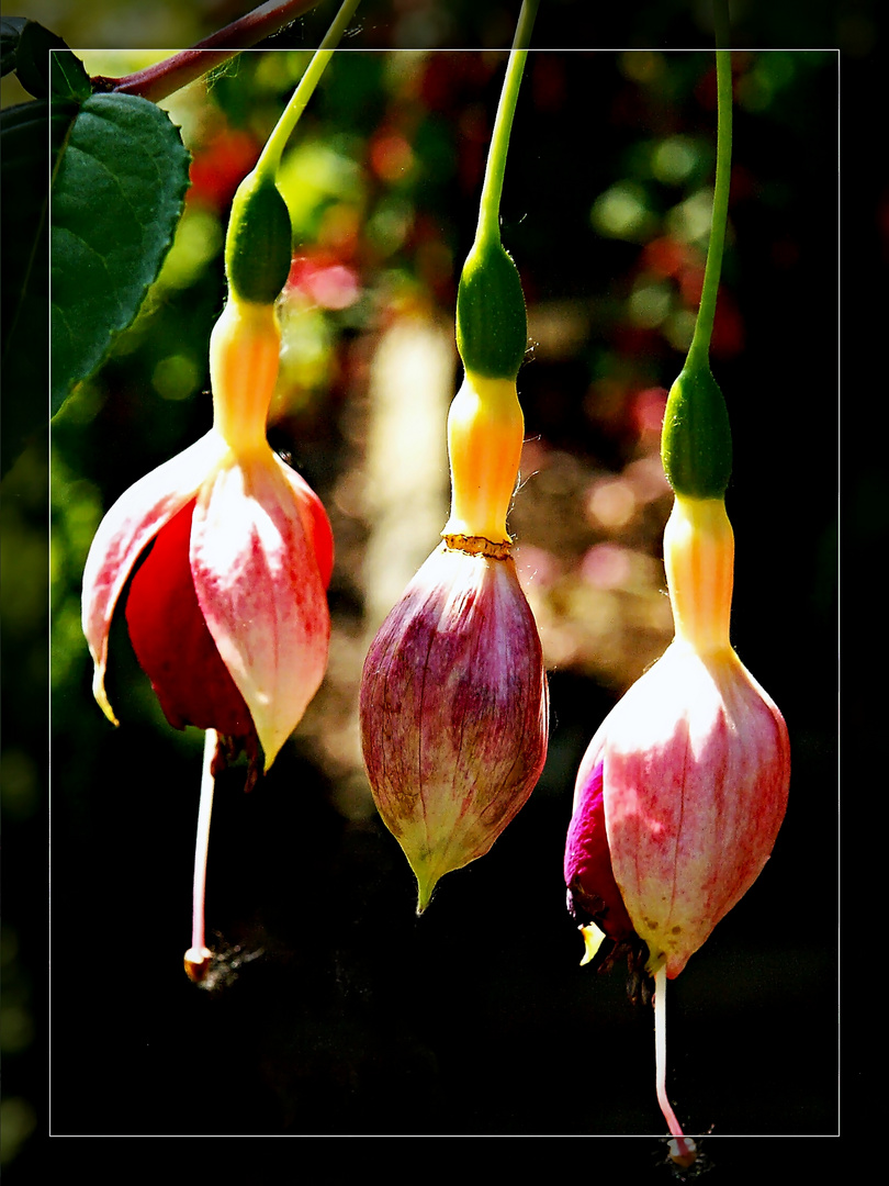 Fuchsienblüten