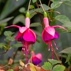 Fuchsienblüten