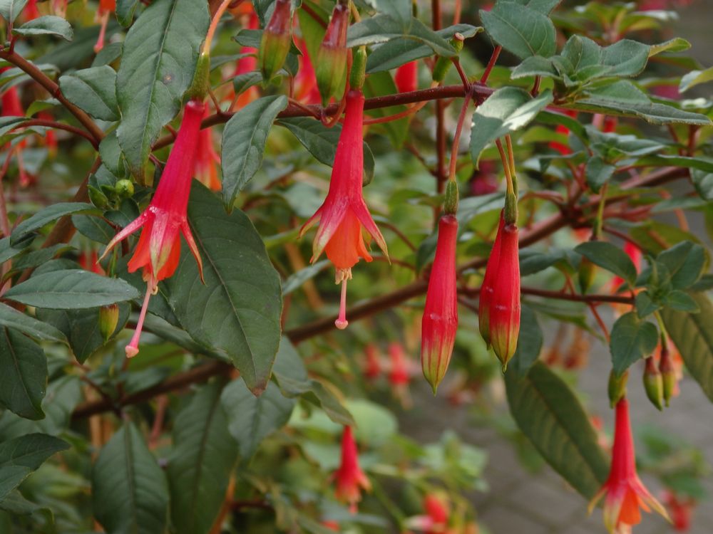 Fuchsienblüten