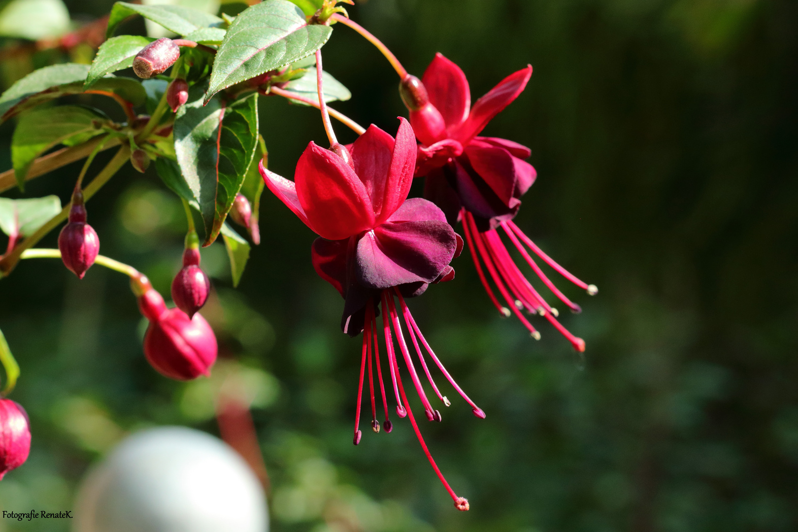 Fuchsienblüten im herbstlichen Sonnenlicht.