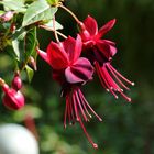 Fuchsienblüten im herbstlichen Sonnenlicht.