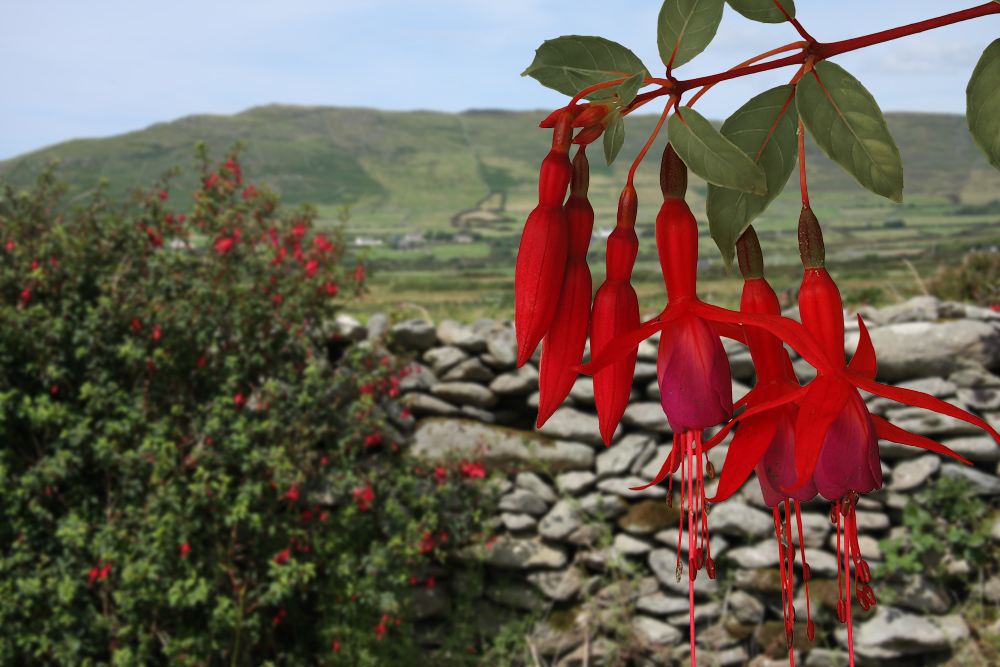 Fuchsienblüten vor Dingle-Landschaft