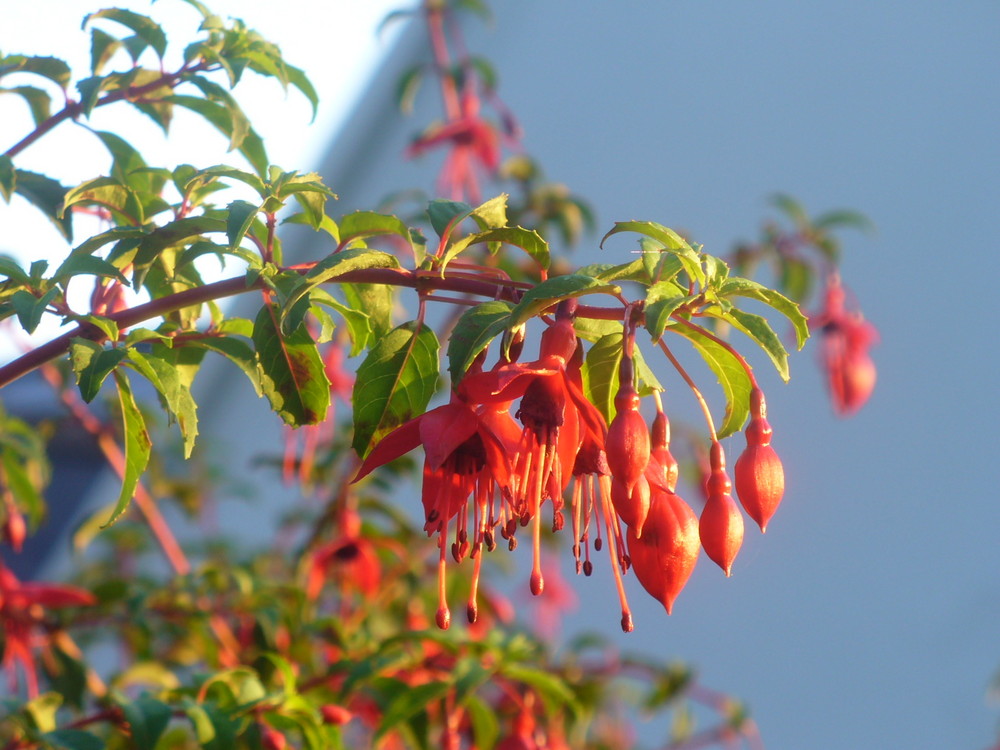 Fuchsienfeuer