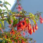 Fuchsienfeuer