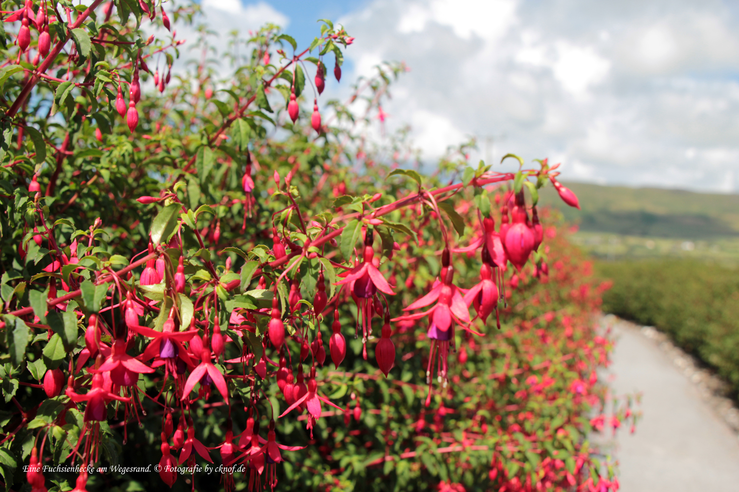 Fuchsienhecke