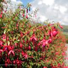 Fuchsienhecke