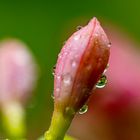 Fuchsienknospe mit Wasserperlen