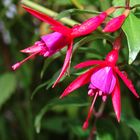 Fuchsientropfen