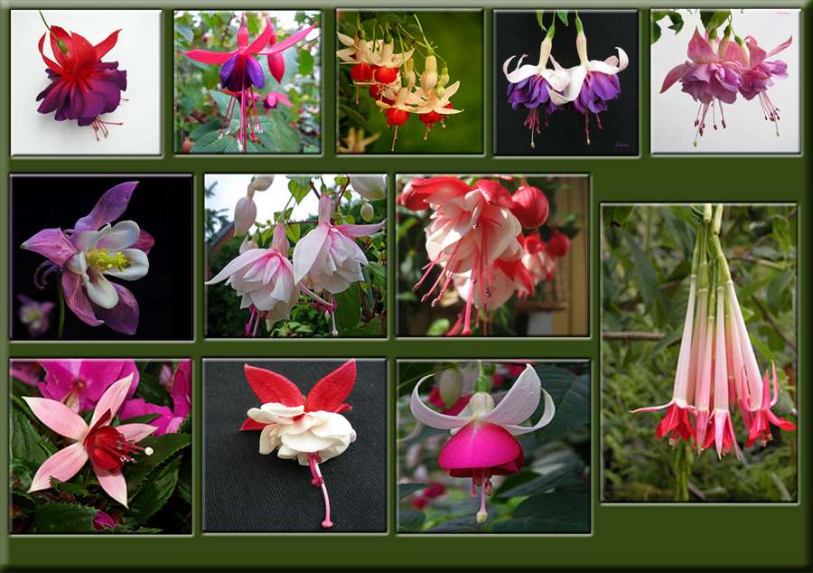 Fuchsienvielfalt