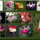 Fuchsienvielfalt