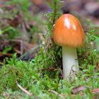 Fuchsiger Scheidenstreifling (Amanita fulva)