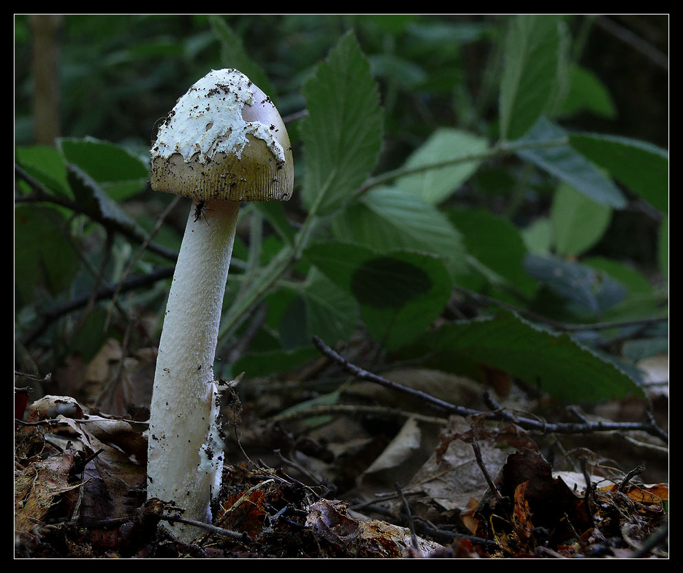 Fuchsiger Scheidenstreifling (Amanita fulva)