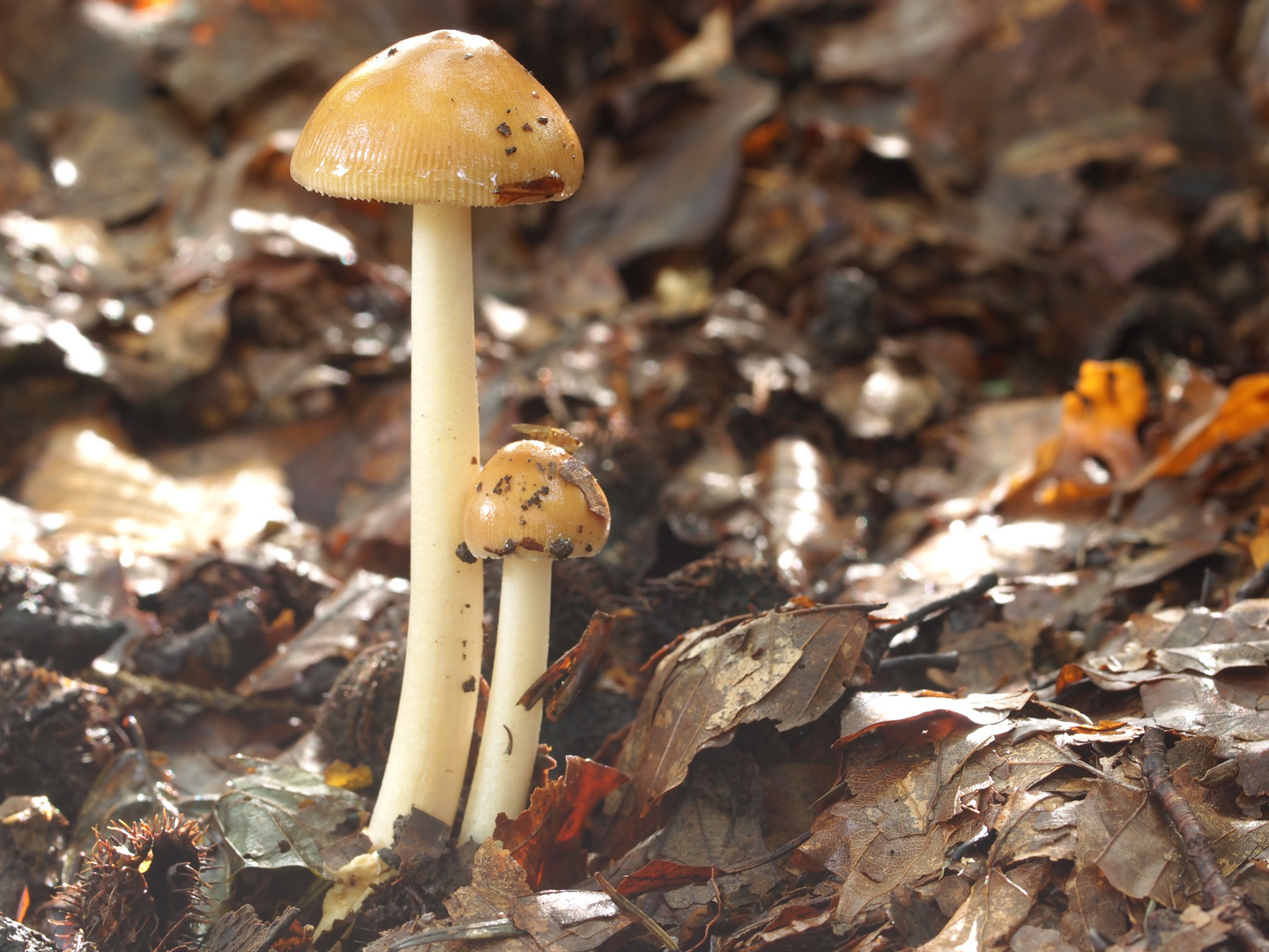 Fuchsiger Streifling - Amanita fulva