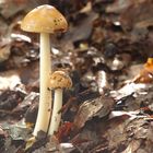 Fuchsiger Streifling - Amanita fulva