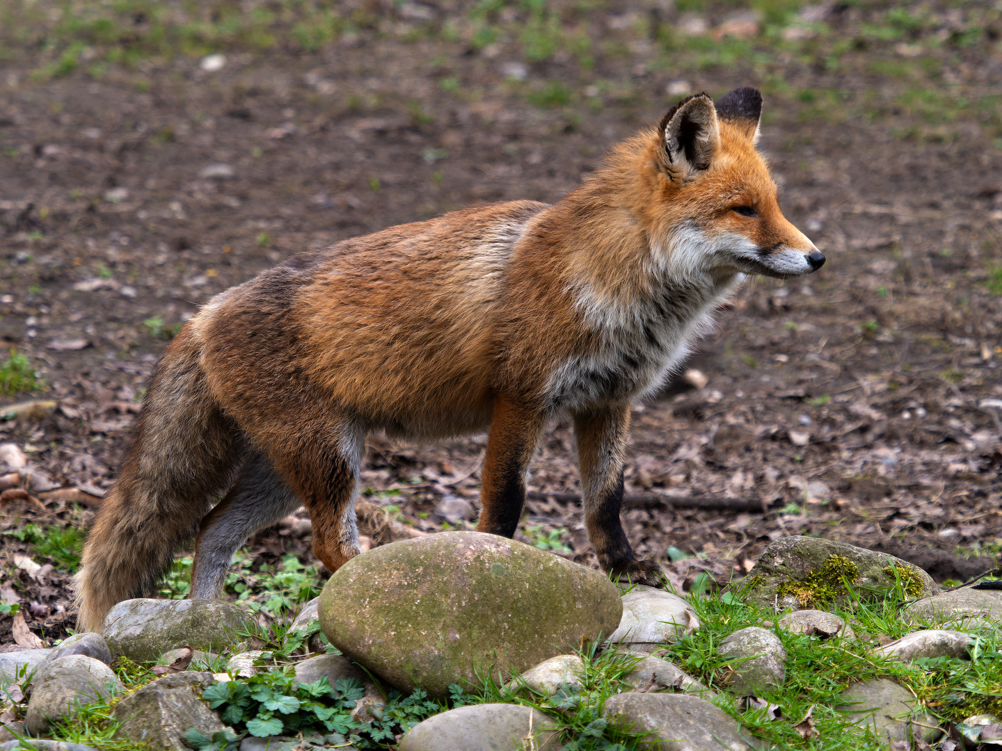 Fuchs....ISO 640 