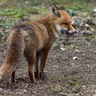 Fuchs....ISO6400