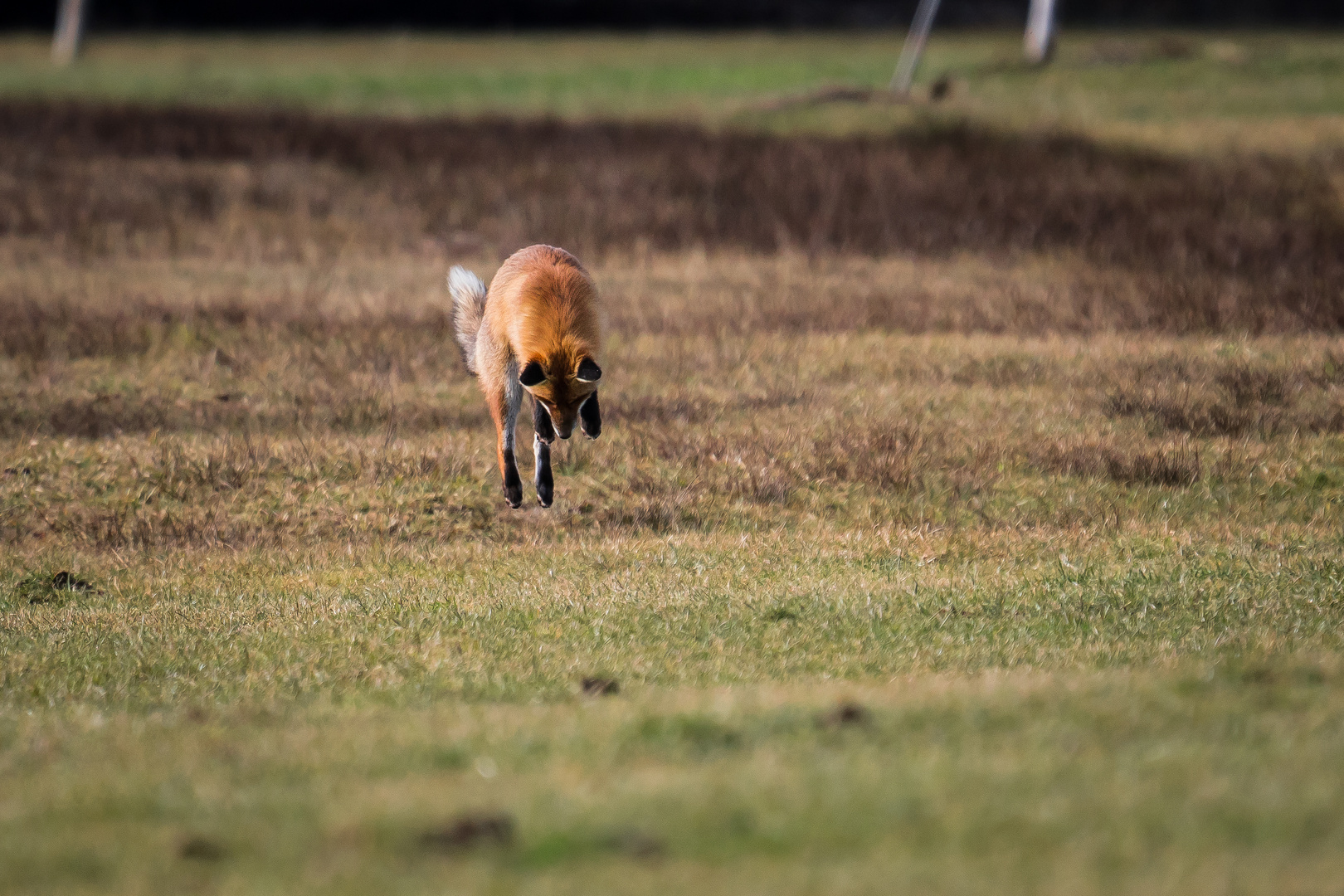 Fuchsjagd Foto & Bild | tiere, wildlife, säugetiere Bilder auf fotocommunity