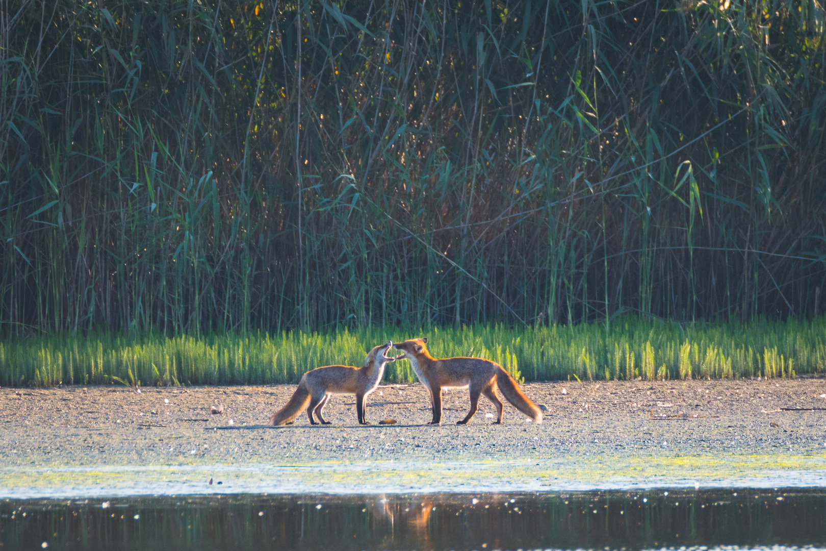 Fuchsjugend